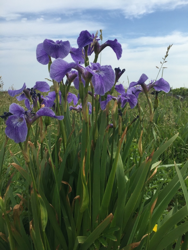 Iris sauvages